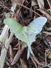 Actias luna