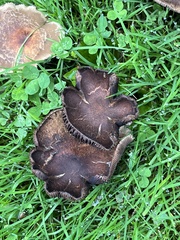 Lyophyllum decastes
