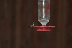 Selasphorus platycercus