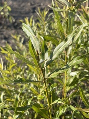 Salix petiolaris