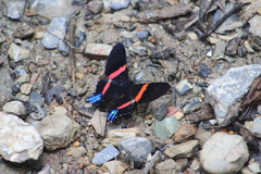 Ancyluris inca