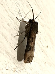 Agrotis ipsilon