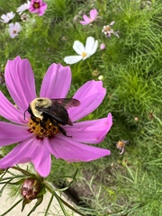 Bombus griseocollis