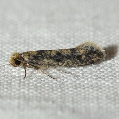 Tineidae