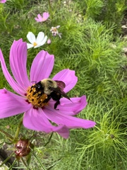 Bombus griseocollis