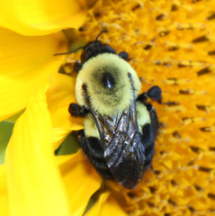 Bombus griseocollis