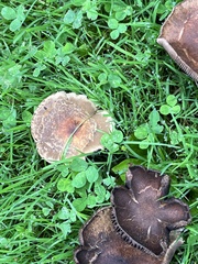 Lyophyllum decastes