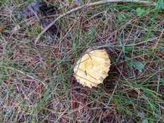 Suillus americanus