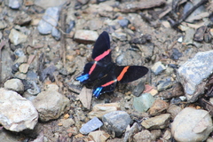 Ancyluris inca