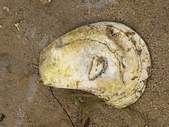 Crassostrea virginica