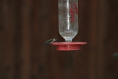 Selasphorus platycercus