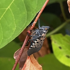 Lycorma delicatula