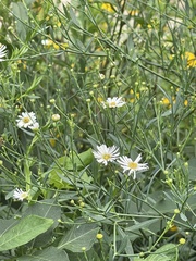 Boltonia asteroides
