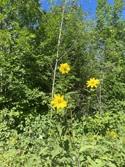 Helianthus giganteus