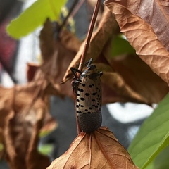Lycorma delicatula