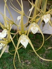 Brassia verrucosa