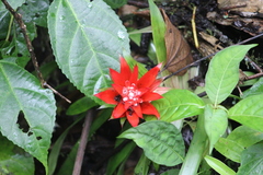 Guzmania lingulata