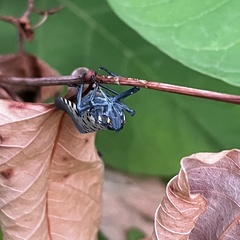 Lycorma delicatula