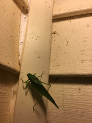 Microcentrum retinerve