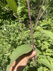 Helianthus giganteus