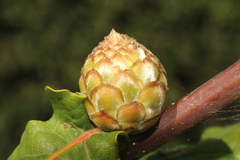 Andricus foecundatrix