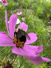 Bombus griseocollis