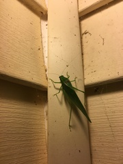 Microcentrum retinerve