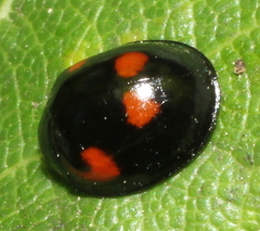 Exochomus quadripustulatus