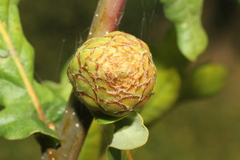 Andricus foecundatrix