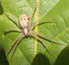 Philodromidae