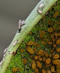 Aphidiinae