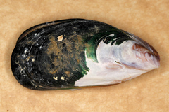 Perna canaliculus