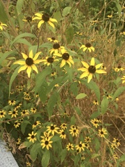 Rudbeckia triloba