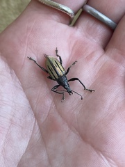 Diaprepes abbreviatus