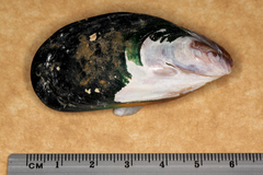 Perna canaliculus