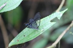 Pseudohaetera mimica