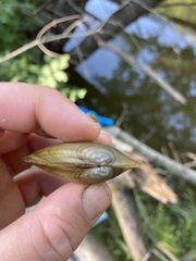 Pyganodon grandis