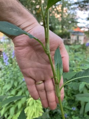 Persicaria lapathifolia