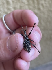 Diaprepes abbreviatus