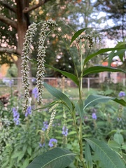 Persicaria lapathifolia