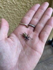 Diaprepes abbreviatus