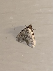 Dyspyralis puncticosta