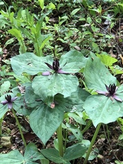 Trillium