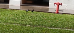 Columba livia domestica