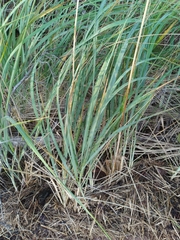 Leymus mollis