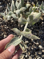 Asclepias