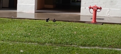 Columba livia domestica