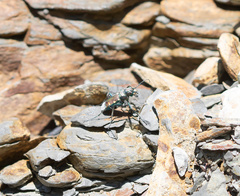 Cicindela limbalis