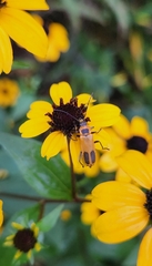 Chauliognathus pensylvanicus