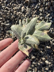 Asclepias